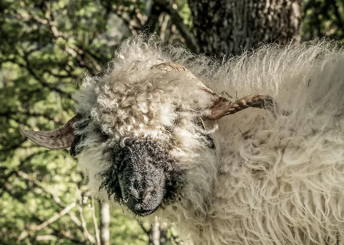 Alpesi faház Sonnalm Lechtal *