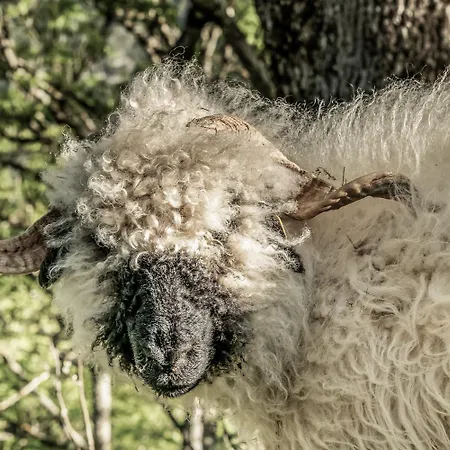 Dağ evi Sonnalm Lechtal *